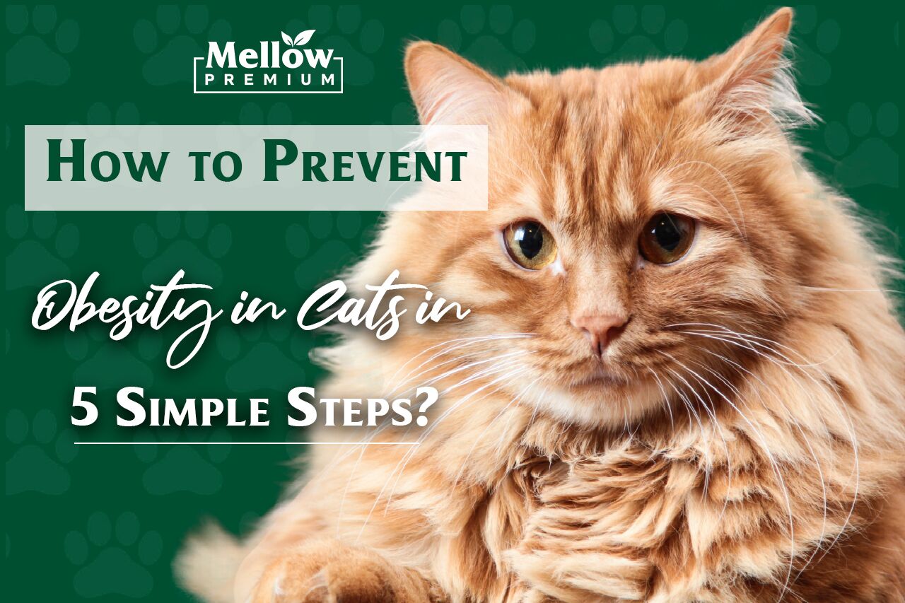 How to Prevent Obesity in Cats in 5 Simple Steps? - Mellow premium