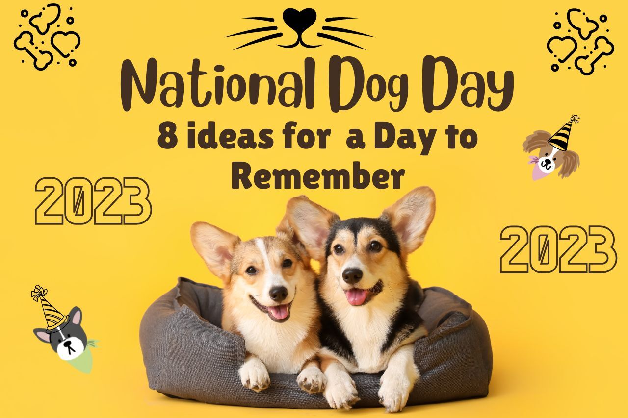 National Dog Day 2023: 8 Ideas for a Day to Remember - Mellow premium